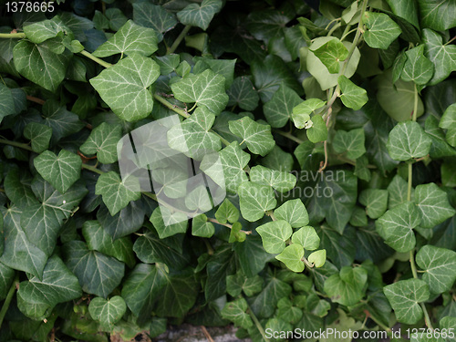 Image of Ivy picture