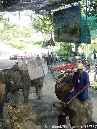 Image of Elephant Show