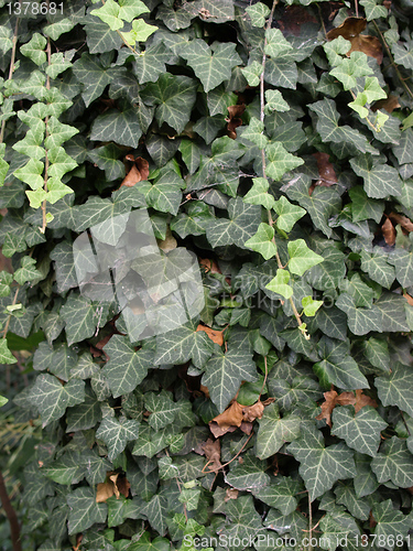 Image of Ivy picture