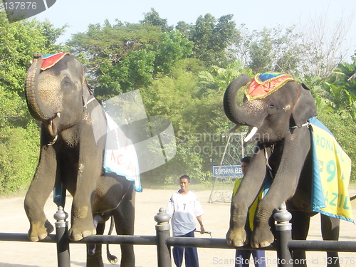 Image of Elephant Show