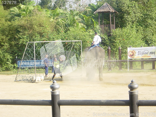 Image of Elephant Show