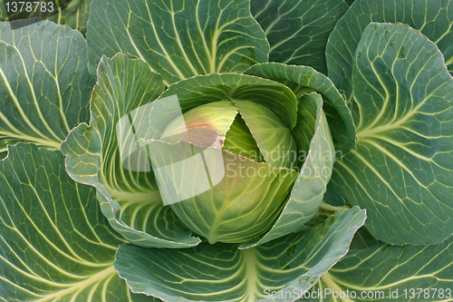 Image of Cabbage in the garden