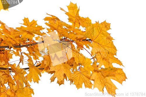 Image of Yellow maple leaves isolated