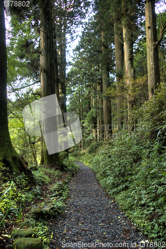 Image of Cedars in walking road