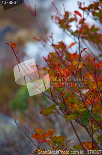 Image of Hakone hot springs