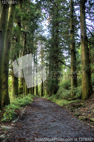 Image of Cedars in walking road