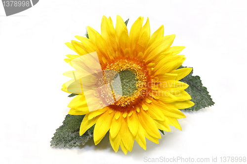 Image of Sunflower