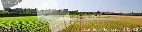 Image of Panoramic irrigation field