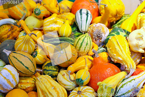 Image of Pumpkin assortment