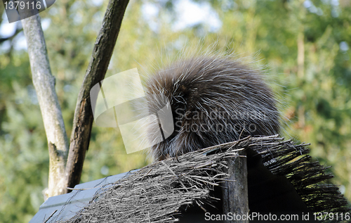 Image of New World Porcupine