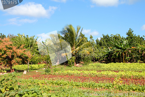 Image of Cuba agriculture