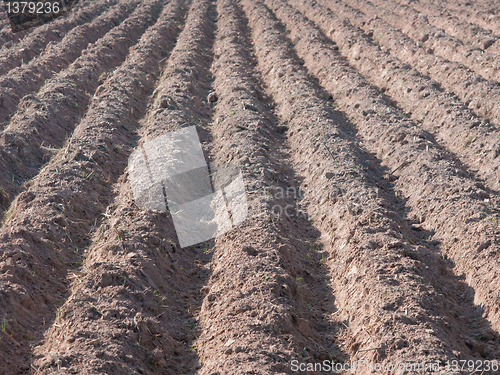 Image of Furrows in dry, reddish soil.