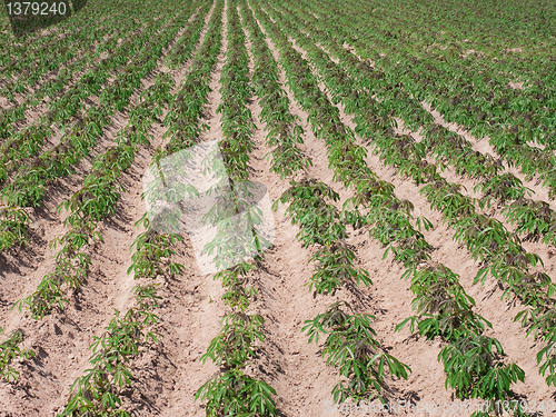 Image of Young tapioca plants on a field in Thailand