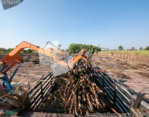 Image of Sugarcane being loaded onto a truck
