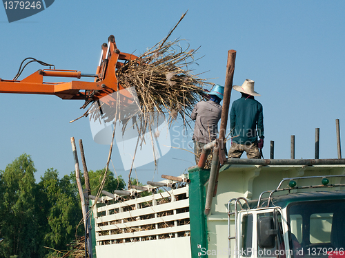 Image of Sugarcane being loaded onto a truck