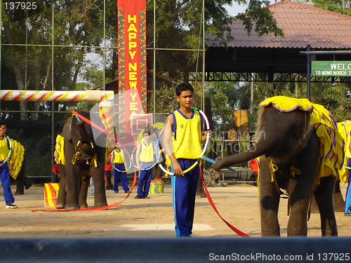 Image of Elephant Show