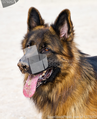 Image of German Shepherd Dog