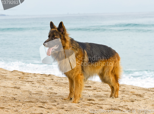 Image of German Shepherd Dog