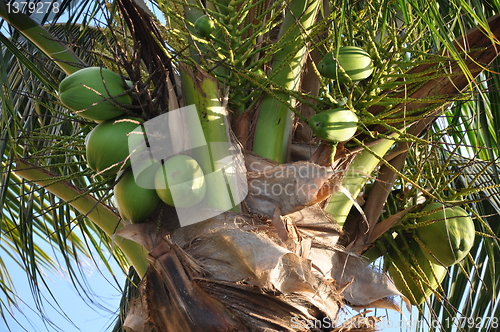 Image of Coconut Palm