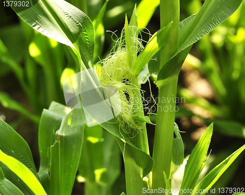 Image of corn 