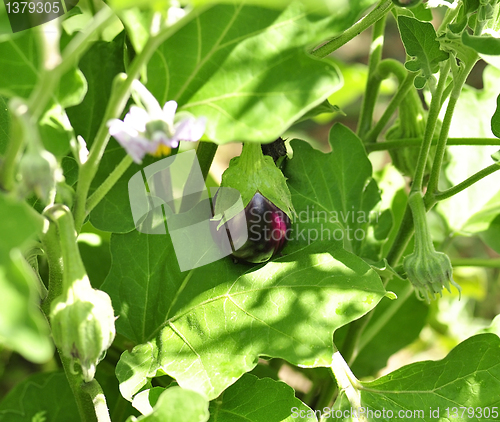 Image of eggplant