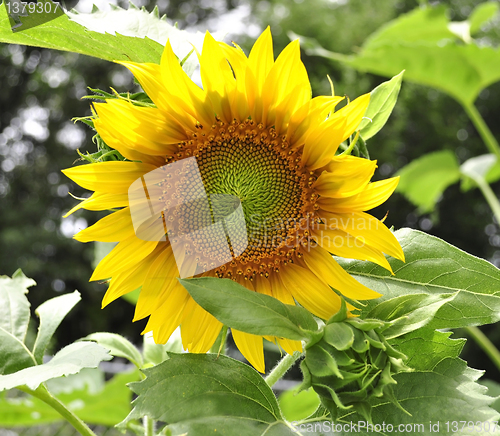 Image of sunflower 