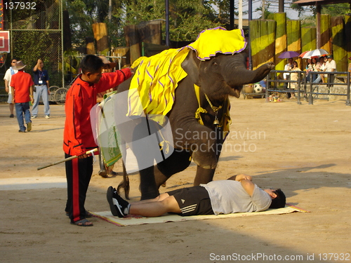 Image of Elephant Show