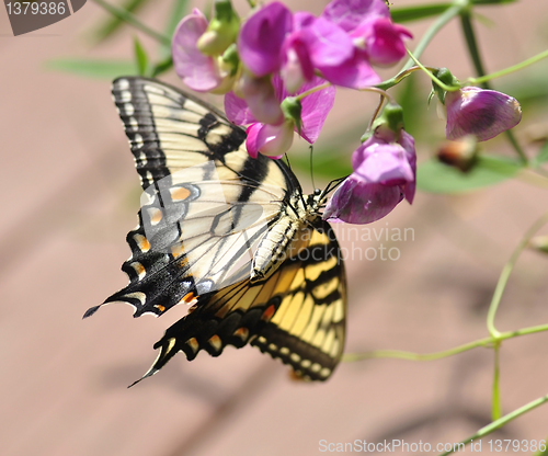 Image of yellow butterfly