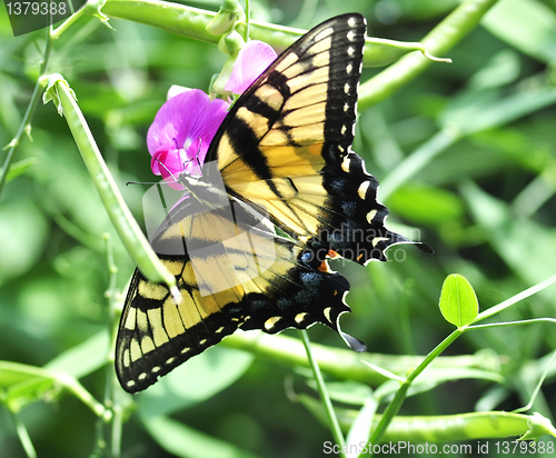 Image of yellow butterfly
