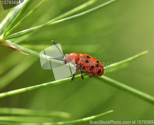 Image of  red beetle