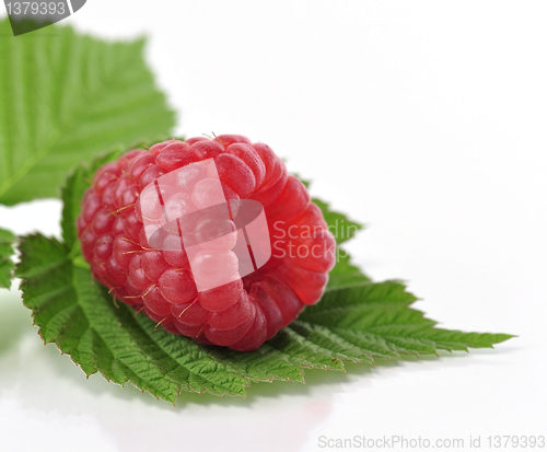 Image of fresh raspberriy