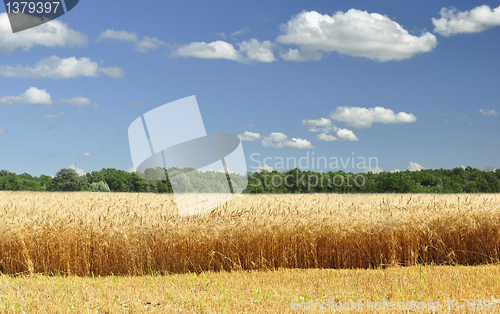 Image of Wheat Field 