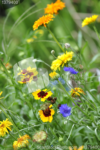 Image of summer flowers