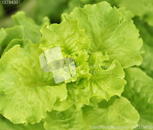 Image of lettuce in a garden