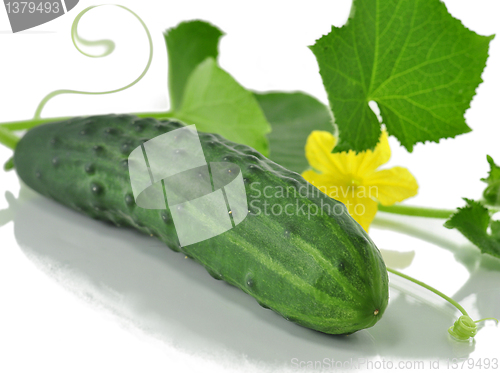 Image of fresh cucumber