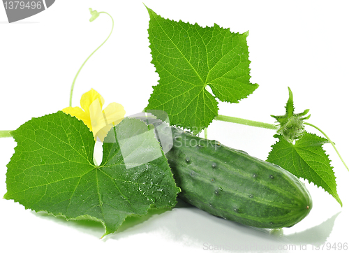 Image of fresh cucumber