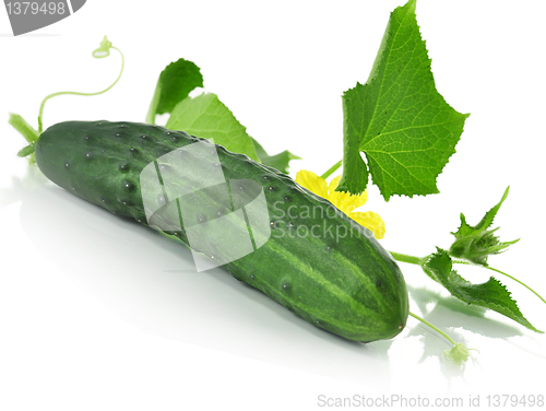 Image of fresh cucumber