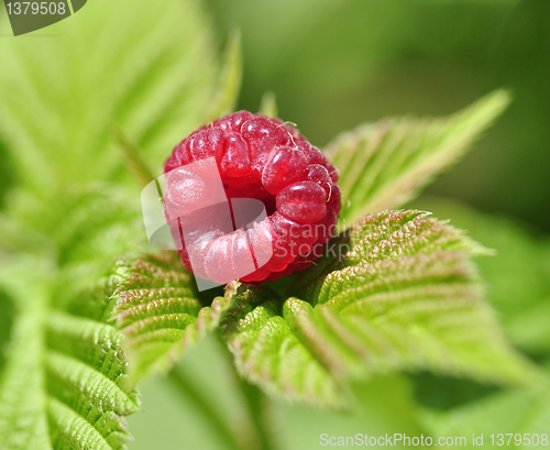 Image of ripe raspberry