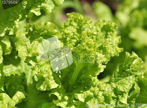 Image of lettuce in a garden 