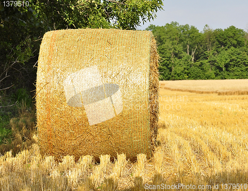 Image of Hay bails in a field 