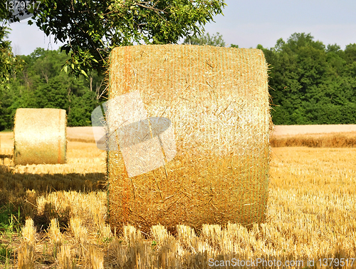 Image of Hay bails in a field