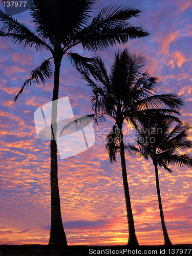 Image of 3 palm trees on the beach at sunset