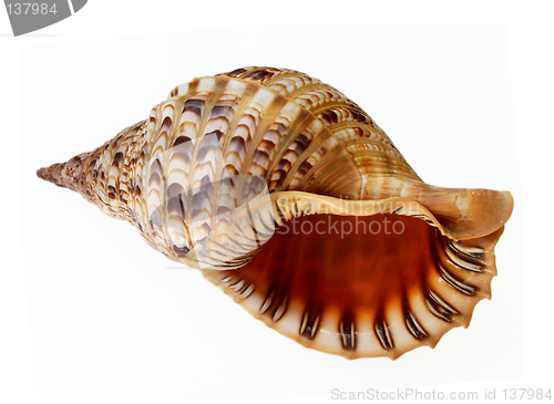 Image of Big seashell isolated