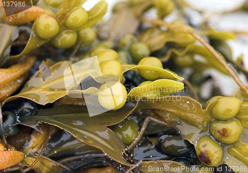 Image of Fucus vesiculosus