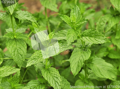 Image of peppermint