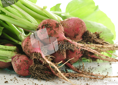 Image of radish