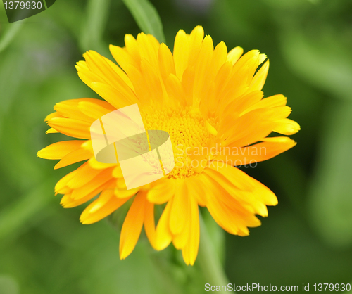 Image of calendula