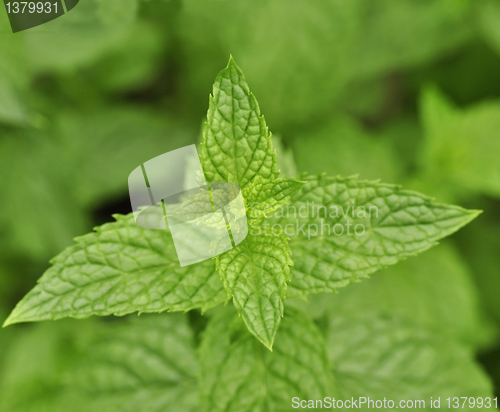 Image of peppermint