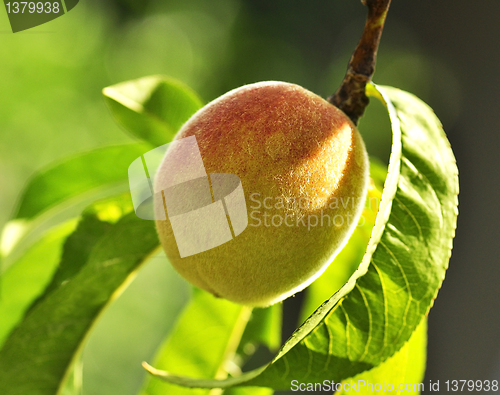 Image of peach on the tree