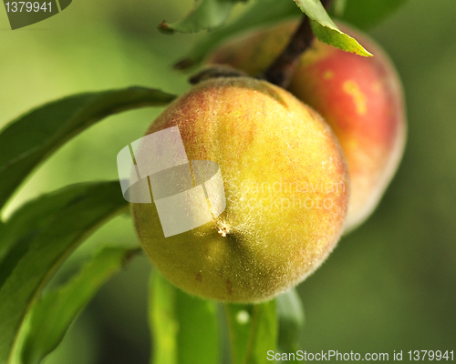 Image of peaches on the tree 